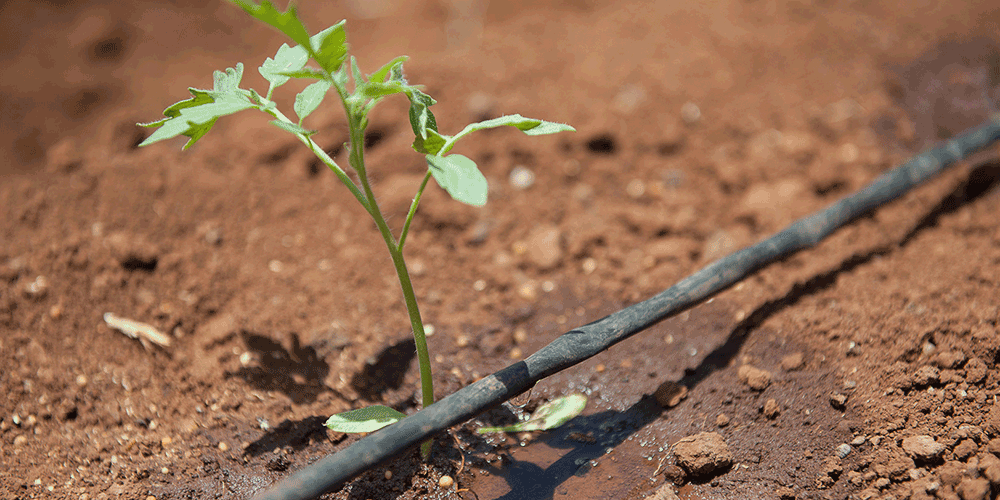 آبیاری قطره ای